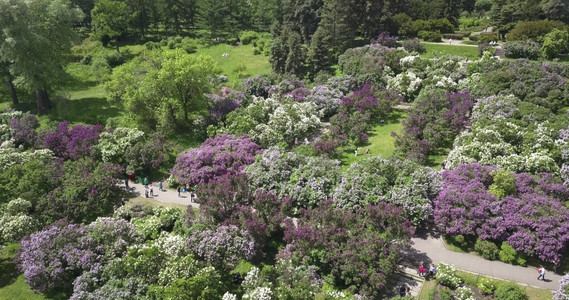 夏天草植物学季美丽盛开的植物园鸟瞰图地平线上的城市建筑鸟瞰盛开的植物园和城市建筑图片