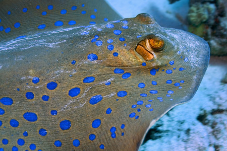 野生动物蓝色的深斑带条尾鱼雷泰尼乌拉淋巴珊瑚礁红海埃及非洲背景图片