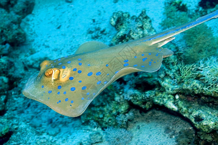 丰富多彩的蓝斑带条尾鱼雷泰尼乌拉淋巴珊瑚礁红海埃及非洲深的红色背景图片