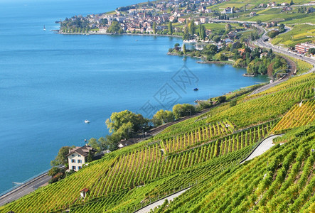 与日内瓦瑞士湖对抗的拉沃地区著名葡萄园田文化栽培图片