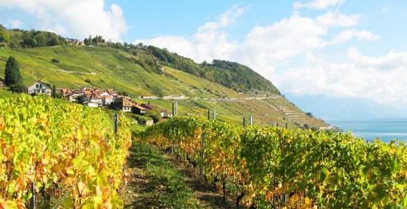 屋瑞士Lavaux地区著名的葡萄园蒙特勒风景优美图片