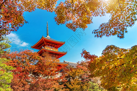 日本京都秋天清水市红色的树叶旅行图片