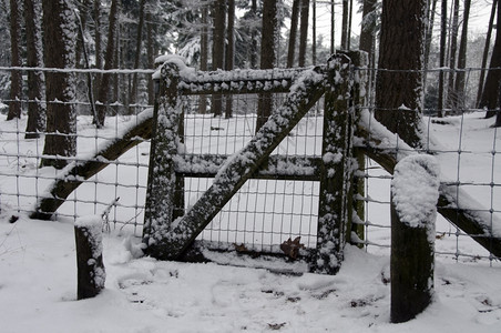 冬季的森林雪景图片