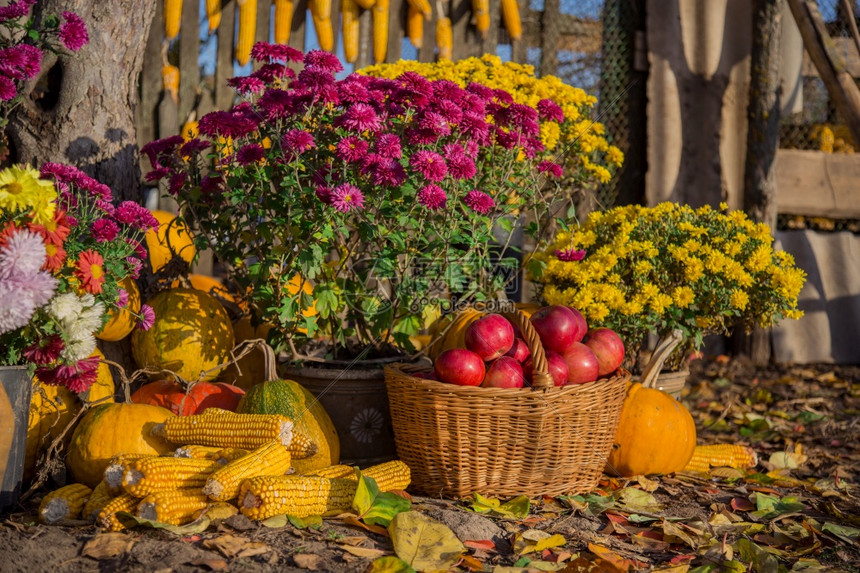 十月菊花南瓜柳条篮中的苹果陶瓷盆花园中的组合物户外秋季组合物菊花户外的秋季组合物木制的新鲜图片