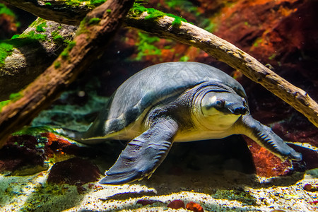 美丽的热带一只在水下游泳的猪鼻海龟漂亮近身来自澳大利亚的濒危动物种新的图片