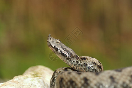 蝰蛇野生动物危险的欧洲蛇准备攻击同时站在岩石鼻子上毒蛇Vipera管有角的图片