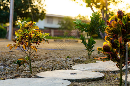 藤蔓斑泰国CodiaeumvariegatumCroton变异的劳蕾尔OrangeJessamine树在花园背景收获中图片