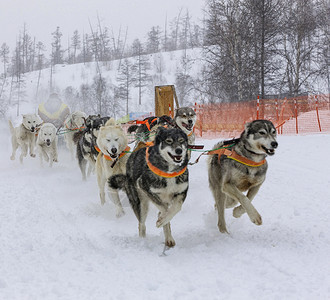 西伯利亚眼睛她躲在雪橇后面的里在冬季上跑狗团队图片