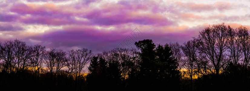 光学森林地貌中的粉红和紫极平流层云这种天气现象在冬季很少发生自然背景美丽环境也鲜见景观树木图片