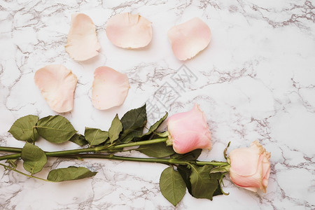 庆典礼物带花瓣的玫瑰白色大理石纹背景高分辨率照片带花瓣白色大理石纹背景的玫瑰花高品质照片抽象的图片