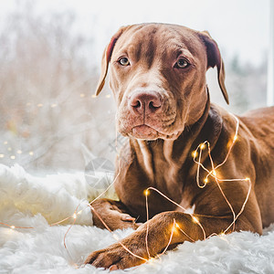 甜的漂亮可爱迷人巧克力颜色和圣诞装饰小狗近身孤立的背景摄影工作室照片白色的顾概念教育服从训练和抚育宠物年轻迷人的小狗和装饰品近身图片
