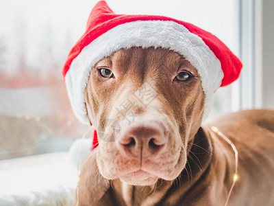 可爱迷人的巧克力颜色和圣诞装饰小狗近身孤立的背景摄影工作室照片白色的顾概念教育服从训练和抚育宠物年轻迷人的小狗和装饰品近身有魅力图片