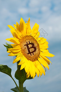 中央钱在向日葵心金比特币开始一个比特币新时代的概念和它成长的黄金比特币在向日葵中心金比特币目的图片