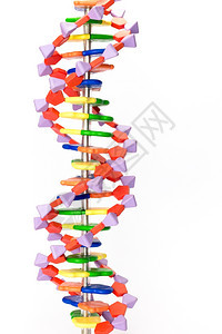 治疗显示学校分子结构的人造DNA模型显示学校分子结构发现疾病图片