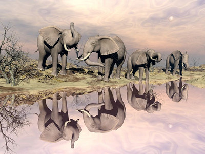 非洲人美丽许多大象站在沙漠中旁靠着日光下清静水的宁边大象和水3D苹果浏览器图片