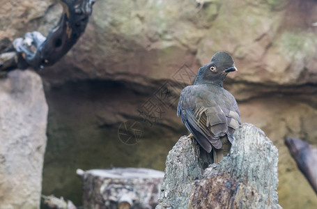 变化圭亚那坐在一块岩石上来自吉亚纳的Crested热带鸟类棕色的图片