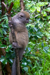 一只竹狐猴坐在树枝上看着公园的游客一只竹狐猴坐在树枝上看着公园的游客哈帕勒穆尔动物雨图片