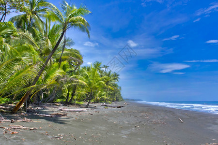 树荒芜之地环境科瓦多公园海滩奥萨半岛保护区半岛哥斯达黎加中美洲图片
