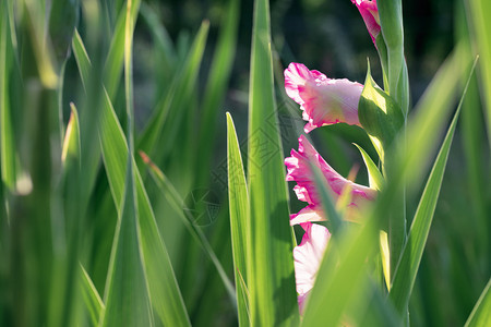 花的丰富多彩在花园温柔阳光照耀的线下浅紫色角斗士在花园中开明绿色叶子的背景之下在花园里淡紫红色角斗士白天图片