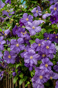 盛开颜色夏天Clematis花朵完全覆盖围栏精细的紫花和粉红Clematis花完全覆盖围栏图片