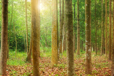 日出森林植树概念下的造林中杨古尔扬或Garjan树以杨干为重点农田行业旅图片