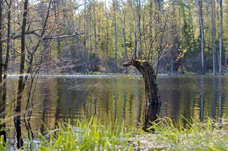 热一个老树枝从池塘里伸出来野花老的图片