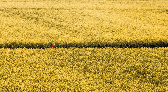 质地新鲜的人们一个穿红衬衫女孩在乡村公路上走过芥子花田在全盛开的春日南华以鲜花为焦点的农村风景中穿过芥子花田图片