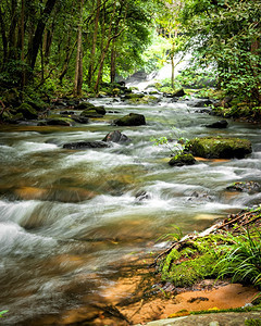热带雨林溪流景观图片