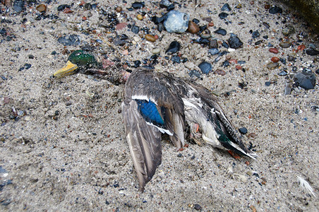 动物微生学被禽流感杀害的鸭子发烧图片