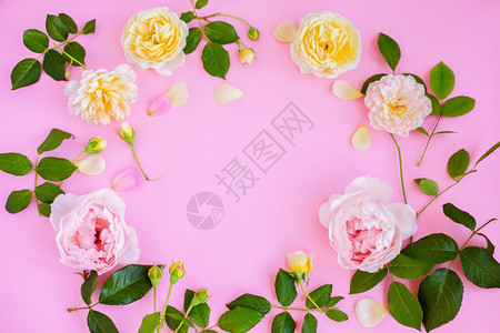 框架边界花的粉红色背景上和白牡丹图片
