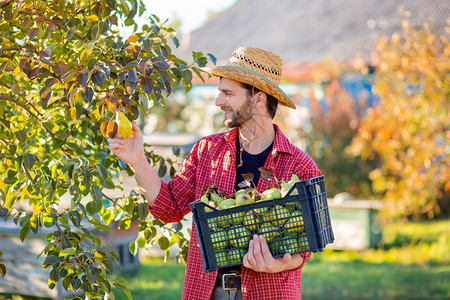 人农在花园中收获梨子的秋季一整箱有机梨子人农在花园中收集梨子的秋季获生产绿色消息背景图片