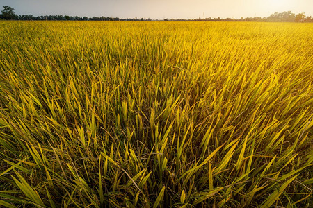 季节农田在亚洲有机水稻田的亚洲农业收成上日落天空背景下泰国茉莉花大米种植场上美丽的金耳朵绿色图片