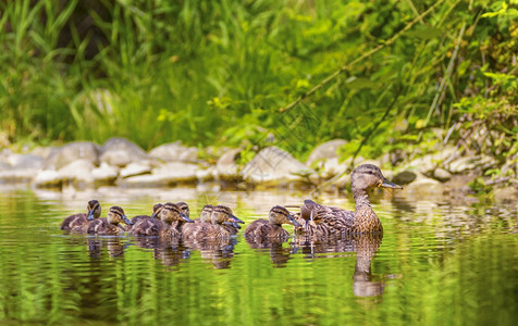 妈自然女野鸭Aasplatyrhynchos和鸭子漂浮在森林中一条河流的雌野鸭Aasplatyrhynchos和鸭子夏天漂浮的高清图片素材
