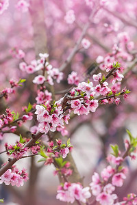 模糊满的花红桃樱在树枝上粉红花在全盛开的梅花或日本杏子中春紧凑突出重点图片