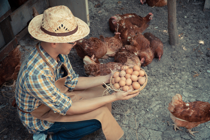 农民活的年轻聪明农夫穿着长袖衬衫棕色围裙盛着新鲜鸡蛋篮子放在养场旁的附近无毒食品概念新鲜的图片