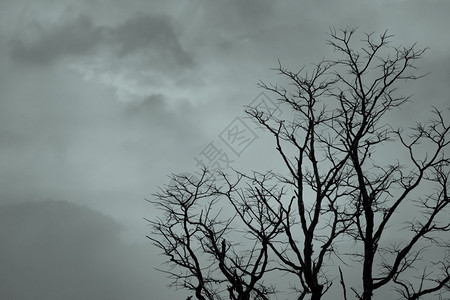 在黑暗的戏剧天空和白云背景上剪影死树为和平的亡绝望的概念悲伤自然和悲伤的情感背景死枝独特的图案干旱孤独艺术图片
