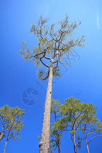 泰国场地以下从方的卡西亚松树观视天空清蓝是长年状的大片干草图片