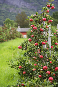 在哈登格尔峡湾附近的洛夫图斯苹果树花园甜饮食阁楼图片