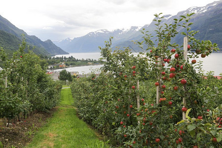 在哈登格尔峡湾附近的洛夫图斯苹果树花园挪威哈当厄尔峡湾生长图片