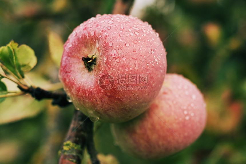 营养树枝上挂着露珠覆盖红成熟多汁的苹果水生态美丽的图片