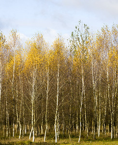 木头健康秋天风景黄色金子伯奇树叶与蓝天空相对抗自然景观季节图片