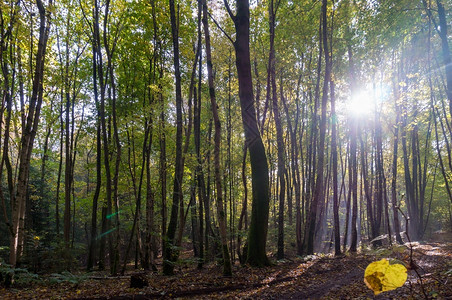 自然早晨神秘阳光穿过树木秋天的森林穿过秋天的森林穿过树木的阳光图片