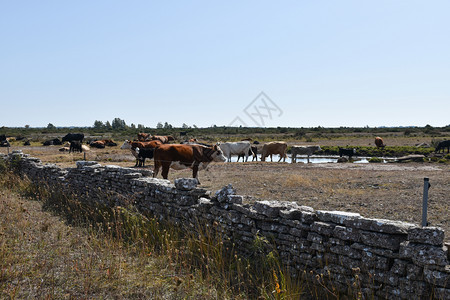 炎热的夏日在瑞典群岛奥兰的一个贫瘠牧场上由一个wtaer洞收集牛群夏天气候图片