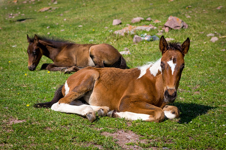 田动物躺在绿草上的小马队图片