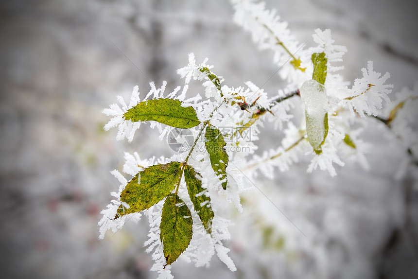 分支干燥挂在一棵树上覆盖着无冻土的叶子上清晨冷冻沉积早霜冰冻柔软美丽的图片