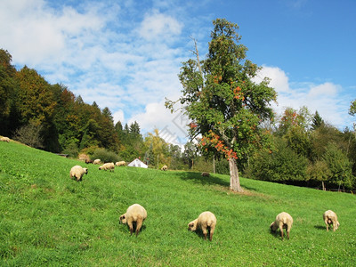 瑞士秋天风景哺乳动物围场白色的图片