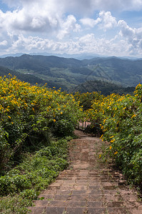 哪一个植物群位于泰国北部高山的墨西哥向日葵田中的老石层楼梯该地位于泰国北部高山上森林图片