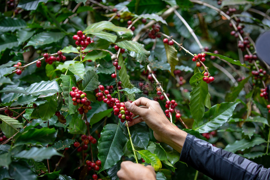 阿拉比卡农学家通过种植混合物质与森林和有机咖啡来源泰国北部的工业农将各种物质与森林和有机咖啡来源工业农混种在一起具有农业手的树枝图片