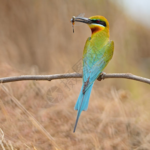 翅膀美丽的食蜜鸟蓝尾蜂梅洛匹纳斯背面资料热带羽毛图片