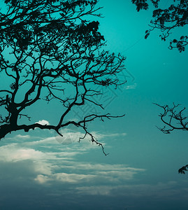 日出语气暗月光树枝和凉蓝的调夜空中照片最佳图片
